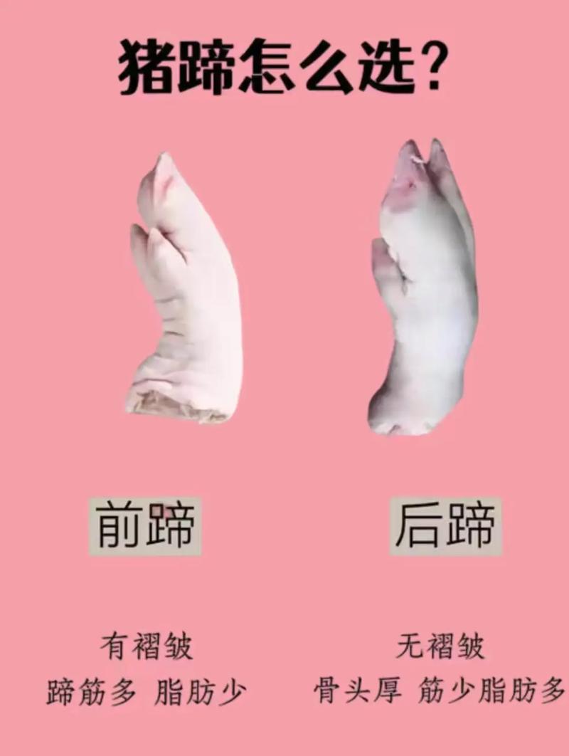 牛蹄子和猪蹄子的区别_适应环境的生存策略
