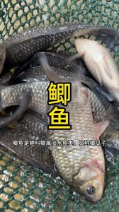 鲫鱼鱼刺多吗_鲫鱼汤鲜美肉弃可惜？其实营养都在肉里！
