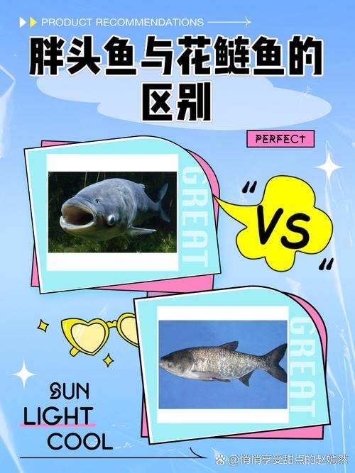 雄鱼和鲢鱼的区别_体型颜色不同，性格口味各异