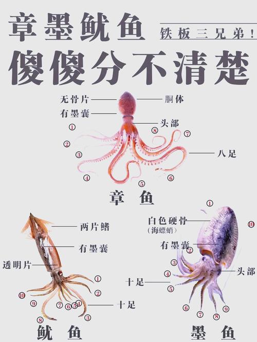软丝鱿鱼有啥区别_鱿鱼花枝怎么选?口感营养大不同! 软丝鱿鱼有啥区别_鱿鱼花枝怎么选?口感营养大不同!