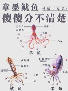 软丝鱿鱼有啥区别_鱿鱼花枝怎么选？口感营养大不同！