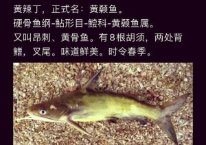 脂肪酸对淡水鱼类的诱食性_脂肪酸诱食淡水鱼，高温会破坏，垂钓可适量加诱食剂