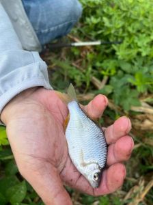 鳊鱼小刺多吗_鳊鱼刺多难吃？教你轻松处理！