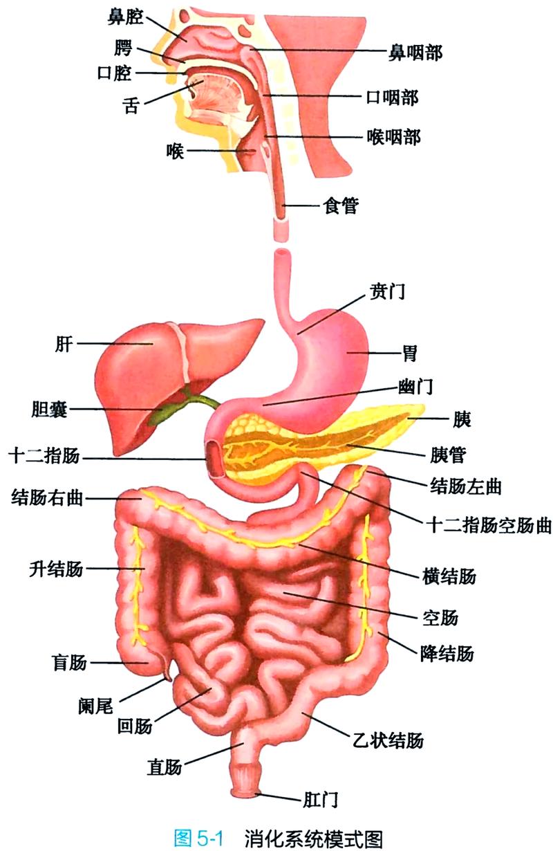 苦肠是哪个部位图解_带苦味的猪小肠，非遗美食，润燥止血