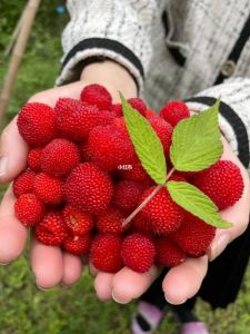美食文化探秘：老公意外收获四一百棵小草莓的故事与其背后的家庭温情