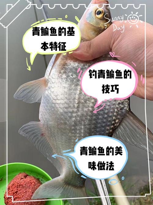 鳊鱼和鲫鱼哪个刺多_鳊鱼刺少,鲫鱼刺多,吃鱼选哪个? 鳊鱼和鲫鱼哪个刺多_鳊鱼刺少,鲫鱼刺多,吃鱼选哪个?