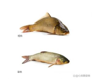 鲤鱼和草鱼的区别哪个少刺_鲤鱼草鱼怎么选？刺多选鲤鱼，嫩选草鱼