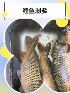 鲤鱼有没有小刺_鲤鱼小刺多，可挑刺少鱼或学处理