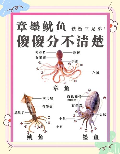 墨鱼怎么挑选_挑对墨鱼!鲜亮弹性无腥味,大个更美味 墨鱼怎么挑选_挑对墨鱼!鲜亮弹性无腥味,大个更美味