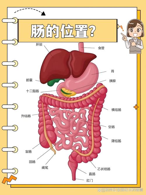 苦肠是哪个部位图解_带苦味的猪小肠，非遗美食，润燥止血