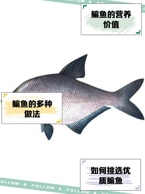 鳊鱼跟武昌鱼是不是同一种鱼_武昌鱼与长春鳊的区别