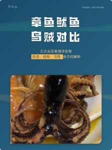 章鱼鱿鱼乌贼有什么区别_章鱼鱿鱼乌贼怎么分？