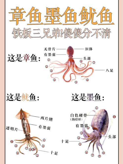 章鱼与墨鱼的区别_章鱼墨鱼有啥区别? 章鱼与墨鱼的区别_章鱼墨鱼有啥区别?
