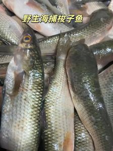 海梭鱼刺多么_海梭鱼刺多肉松腥味重 不受欢迎