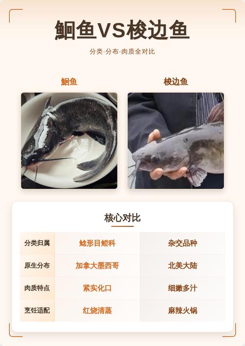 鮰鱼鱼刺多吗肉质如何_黄颡鱼少刺鲜美，营养好，适合清蒸红烧