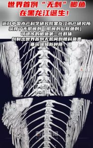 鲫鱼有没有刺_无刺鲫鱼上市，吃鱼不挑刺，生活更方便