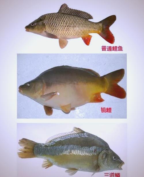 鮰鱼和三道鳞哪个刺多_鮰鱼炸嫩贵,三道鳞炖香平价 鮰鱼和三道鳞哪个刺多_鮰鱼炸嫩贵,三道鳞炖香平价