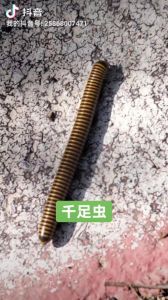 食腐的虫子有哪些详细列出_自然清道夫，生命不可或缺