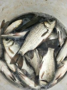 野生鲫鱼的鉴别方法_5大区别轻松辨别