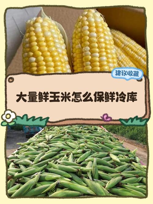 玉米怎样保鲜囗敢不变_新鲜玉米冷冻冷藏保存法