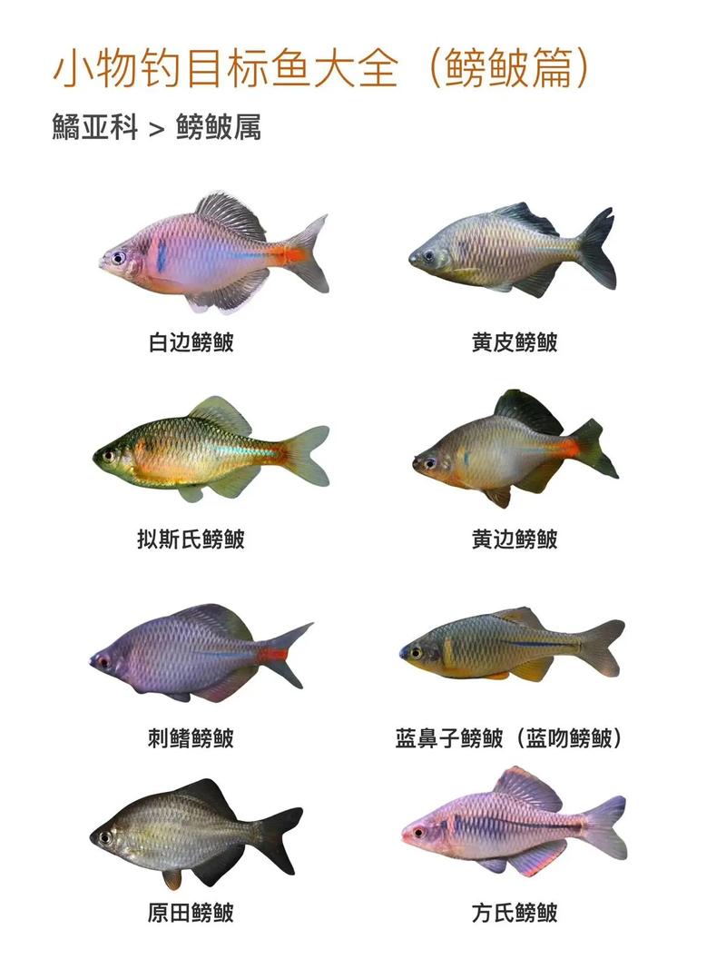 鲩鱼有没有小刺_无刺鲜嫩，怎么吃都美味！