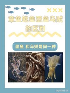 铁板鱿鱼是不是墨鱼_铁板鱿鱼不是墨鱼，是脆爽鱿鱼烤制小吃