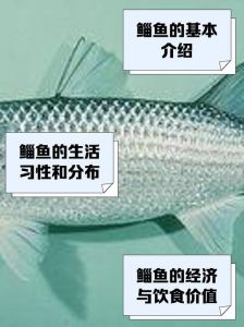 鲥鱼鳓鱼有什么区别啊_鲥鱼和鳓鱼的区别