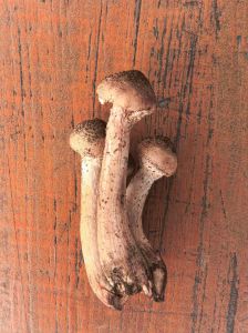 榛蘑炖多长时间熟_榛蘑炖多久最香？干榛蘑泡发后炖25分钟