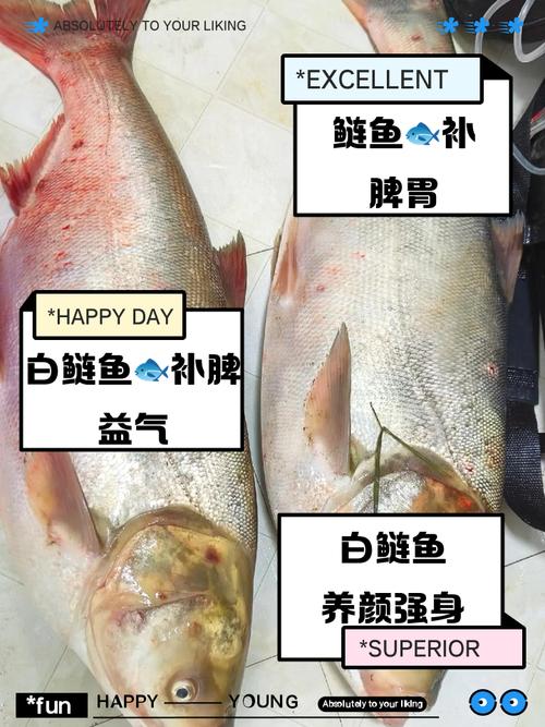 白鲢是不是专治水华_净化水质好帮手,生态价值待提升 白鲢是不是专治水华_净化水质好帮手,生态价值待提升