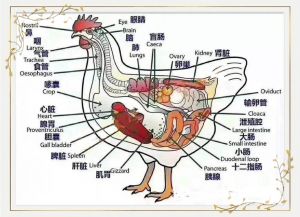 鸡腿部位分解图_鸡腿分解烹饪图解，酥嫩多汁做法分享