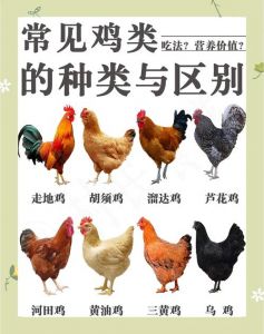 麻鸡和公鸡的区别_麻鸡公母快速区分法