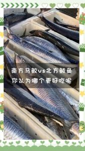 马哈鱼和鲅鱼对比图_马鲛鱼和鲅鱼的区别