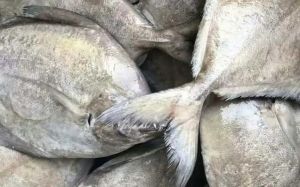 黑鲳鱼汞含量超标吗_黑鲳鱼有风险，选对鱼做法好！