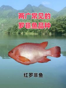 罗非鱼属于慈鲷目吗_非洲美食，全球美味