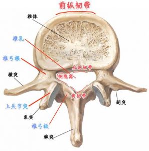 椎板固定板系统图解_现代脊柱手术新选择
