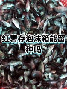 泡沬箱怎样储存红薯_泡沫箱存红薯，防潮透气保新鲜
