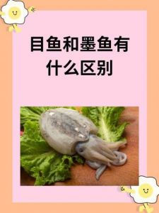 墨鱼跟血墨鱼有什么区别_血墨鱼营养高，鱿鱼墨鱼有分别，煲汤要控盐