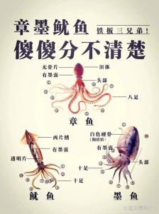 鱿鱼和章鱼区别_章鱼鱿鱼有啥不一样？