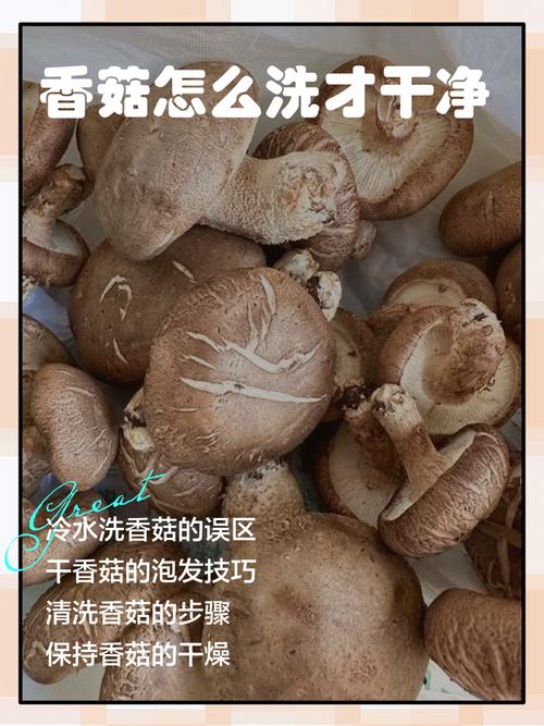 鲜香菇焯水几分钟_焯水香菇有讲究,不同香菇时间各异 鲜香菇焯水几分钟_焯水香菇有讲究,不同香菇时间各异
