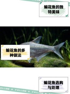 法罗鱼和鳊花鱼区别_外形不同，喜好各异