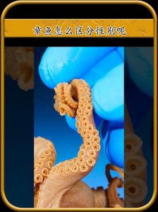 章鱼属于鱼类吗_章鱼非鱼是软体动物，聪明会变色喷墨防身