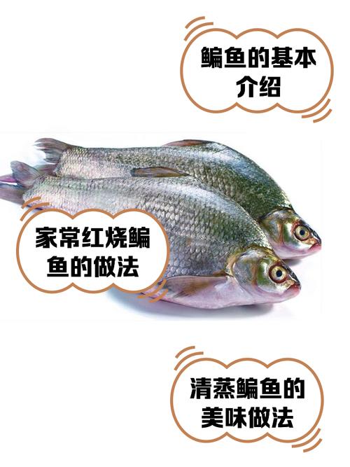 鳊鱼刺多吗有没有小刺_鳊鱼有刺?小心食用别伤嘴! 鳊鱼刺多吗有没有小刺_鳊鱼有刺?小心食用别伤嘴!