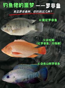 鳊鱼和罗非鱼哪个刺多_鳊鱼罗非鱼哪个好？做法口感大不同