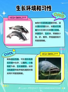 鮰鱼与鲶鱼的区别_外形口味营养大不同