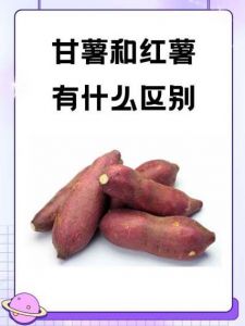 山芋和红薯有什么区别_外形口感大不同，哪个更适合你？