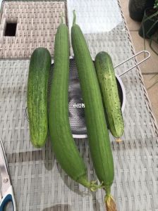 黄瓜和丝瓜有什么区别_黄瓜丝瓜敷脸各有妙，选对蔬菜很重要！