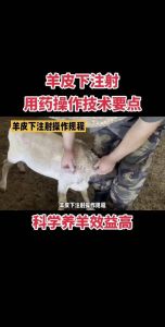 给羊打针打哪几个部位_羊疫苗接种与注射操作指南