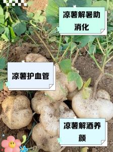 凉薯属于地瓜吗_生脆甜，消暑佳品