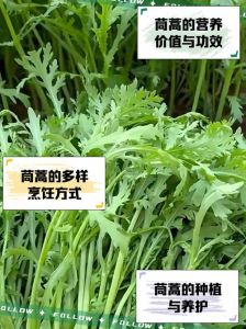 茼蒿煮火锅要多久熟_茼蒿茎叶不同熟，涮火锅煮多久？