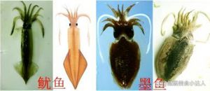 软丝鱿鱼是不是墨鱼_软丝鱿鱼与墨鱼的区别是什么？